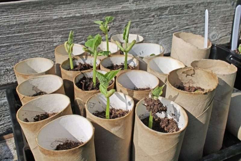 seed starting in toilet paper tubes